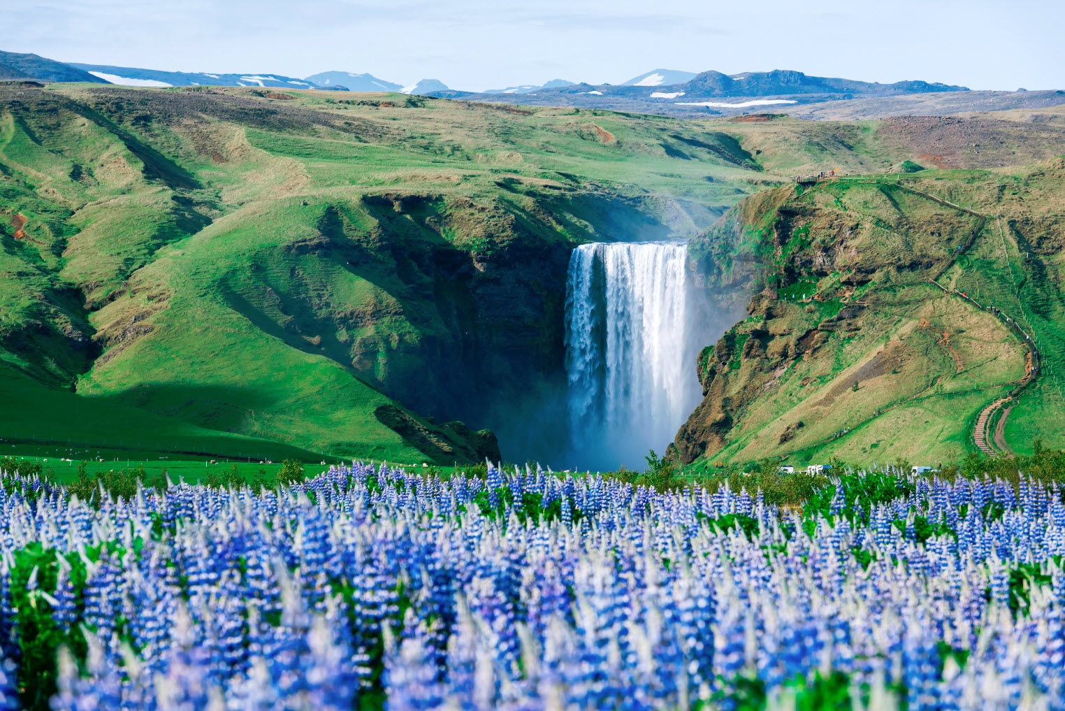 Skógafoss in July with Nootka lupine in front.