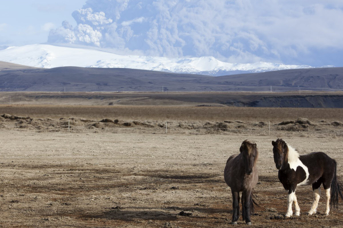 Icelandic horses and the eruption in Eyjafjallajokull in 2010