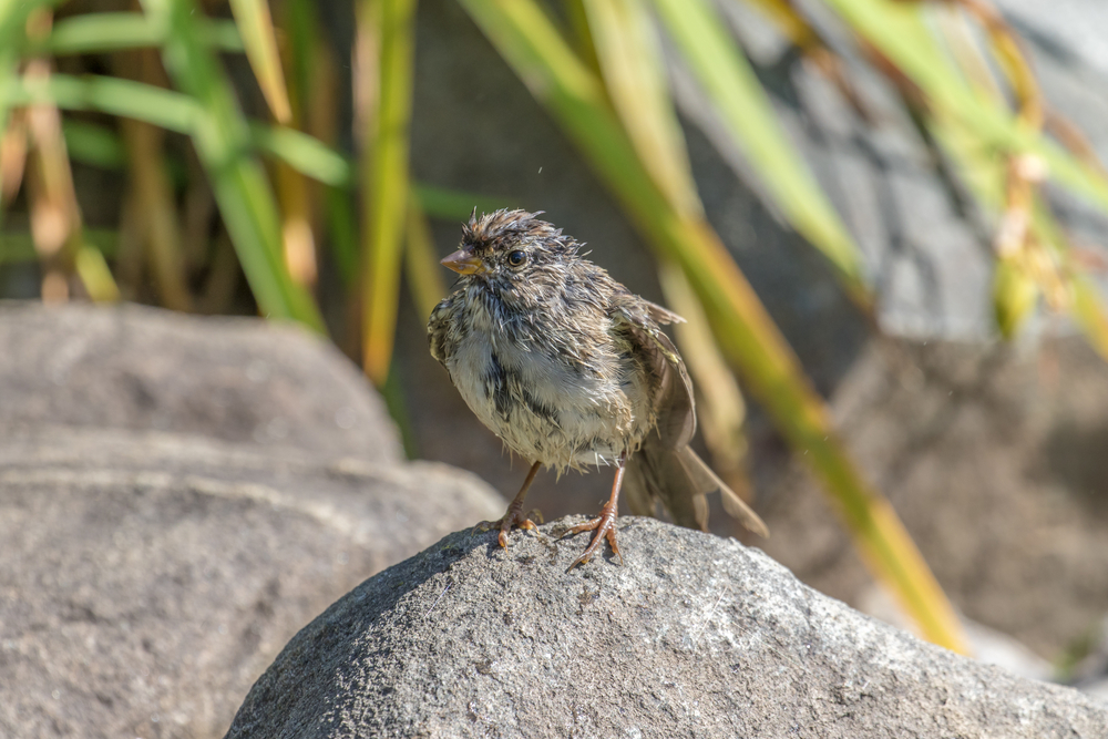 American Tree Sparrow after bathing