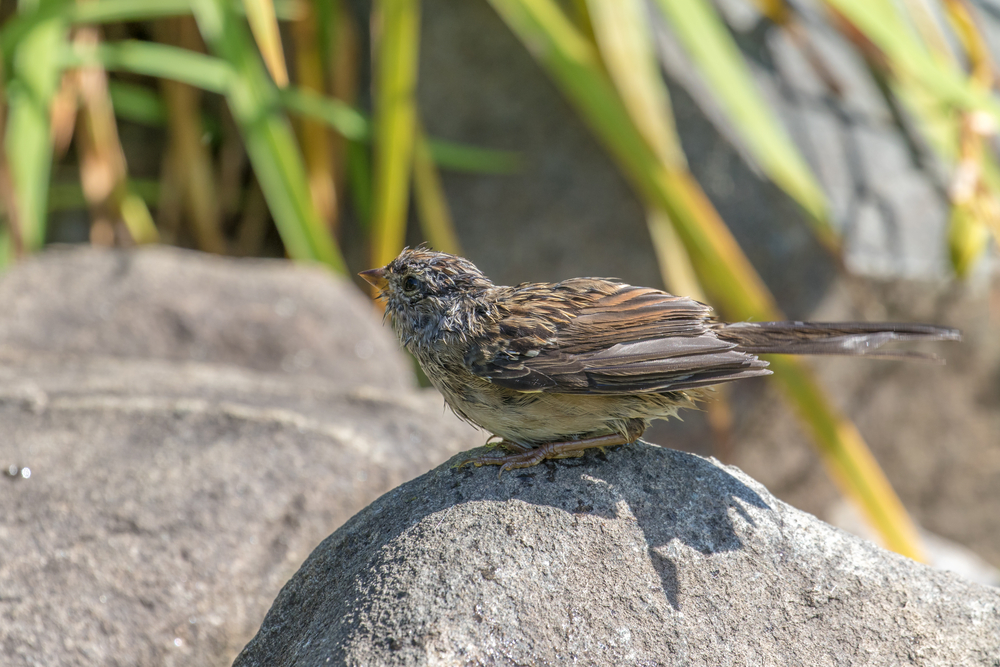 American Tree Sparrow resting on a rock