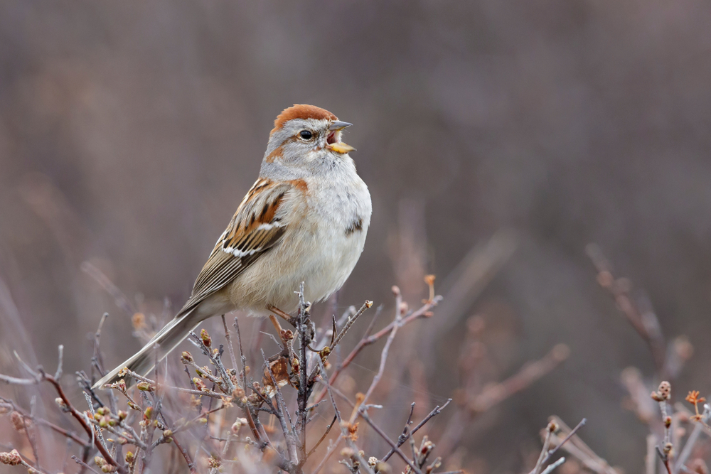 American Tree Sparrow in a northern summer landscape