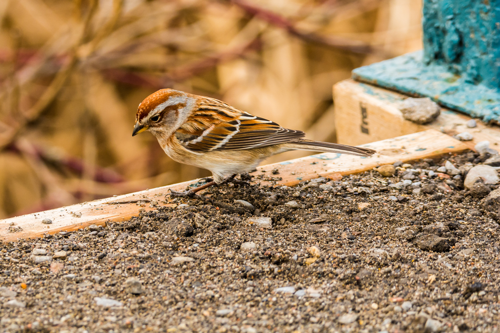 American Tree Sparrow foraging on the ground