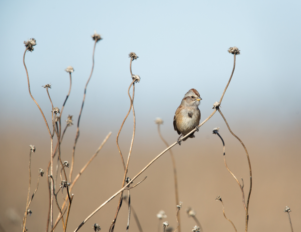 American Tree Sparrow in grassland habitat