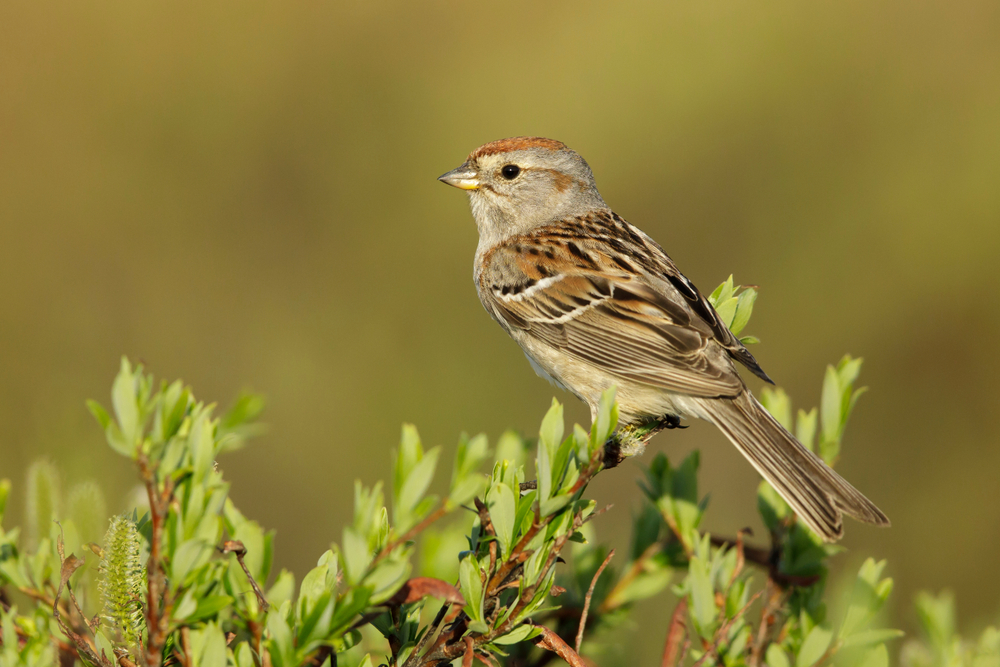 American Tree Sparrow in summer breeding plumage