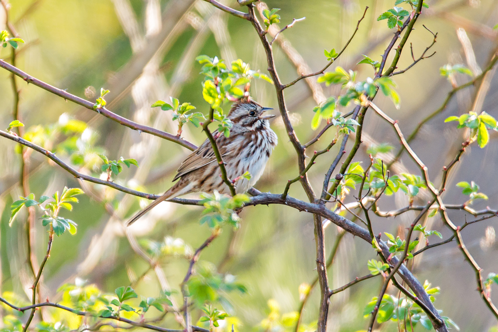 American Tree Sparrow perched on a leafy branch