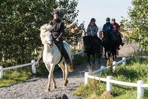 Siggi Icelandic Horse Riding Tour tour in Iceland