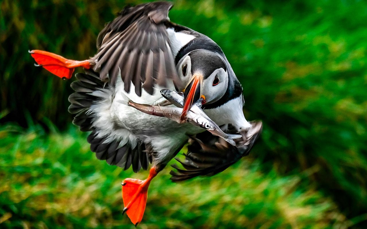 Ingolfshofdi Puffin Photo Tour