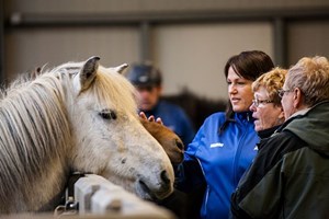 Meet the Icelandic Horse – Stable Visit tour in Iceland