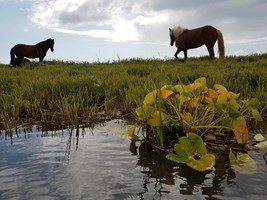 Stokkseyri Self-Guided Kayak Adventure tour in Iceland