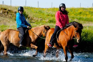 Icelandic Horses & Puffin Watching Day tour in Iceland