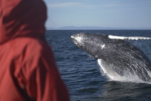 Reykjavík Classic Whale Watching tour in Iceland