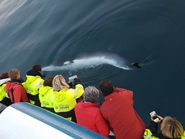 Whale Watching from Reykjavík tour in Iceland