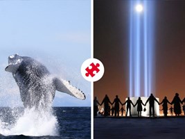 Whale Watching & Imagine Peace Tower tour in Iceland