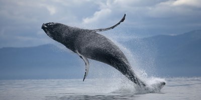 Buggy & Whale Watching Adventure tour in Iceland