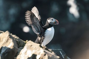 Húsavík Whales & Puffins Cruise tour in Iceland