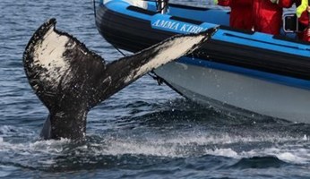 Whale Watching from Akureyri with Transfer tour in Iceland