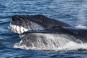 Ólafsvík Whale Watching on Snæfellsnes tour in Iceland