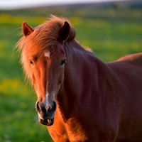 Húsavík Whales & Icelandic Horses tour in Iceland