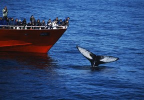 Icelandic Horse Riding & Whale Watching Day tour in Iceland