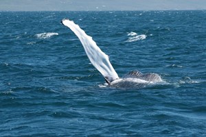 Ísafjarðardjúp Whale Watching Cruise tour in Iceland