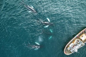 Hauganes Whale Watching & Sea Angling tour in Iceland