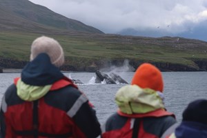 Dalvík Express RIB Whale Watching tour in Iceland