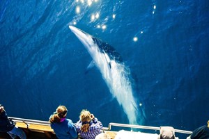Húsavík Silent Carbon-Neutral Whale Watching tour in Iceland
