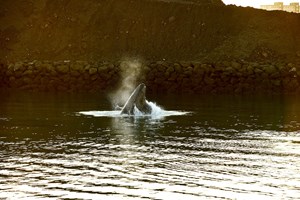 Reykjavík Whale Watching Yacht Cruise tour in Iceland
