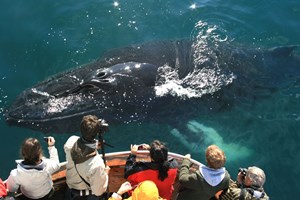 Classic Whale Watching from Dalvík tour in Iceland