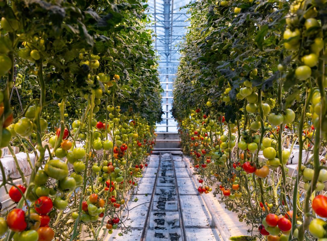 Golden Circle, Silfra Snorkeling & Fridheimar Tomato Farm