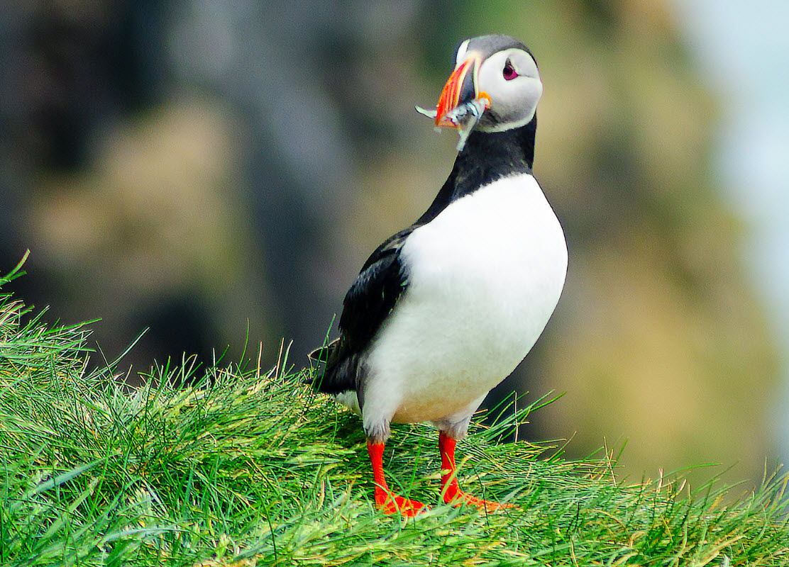 Ingolfshofdi Puffin Tour