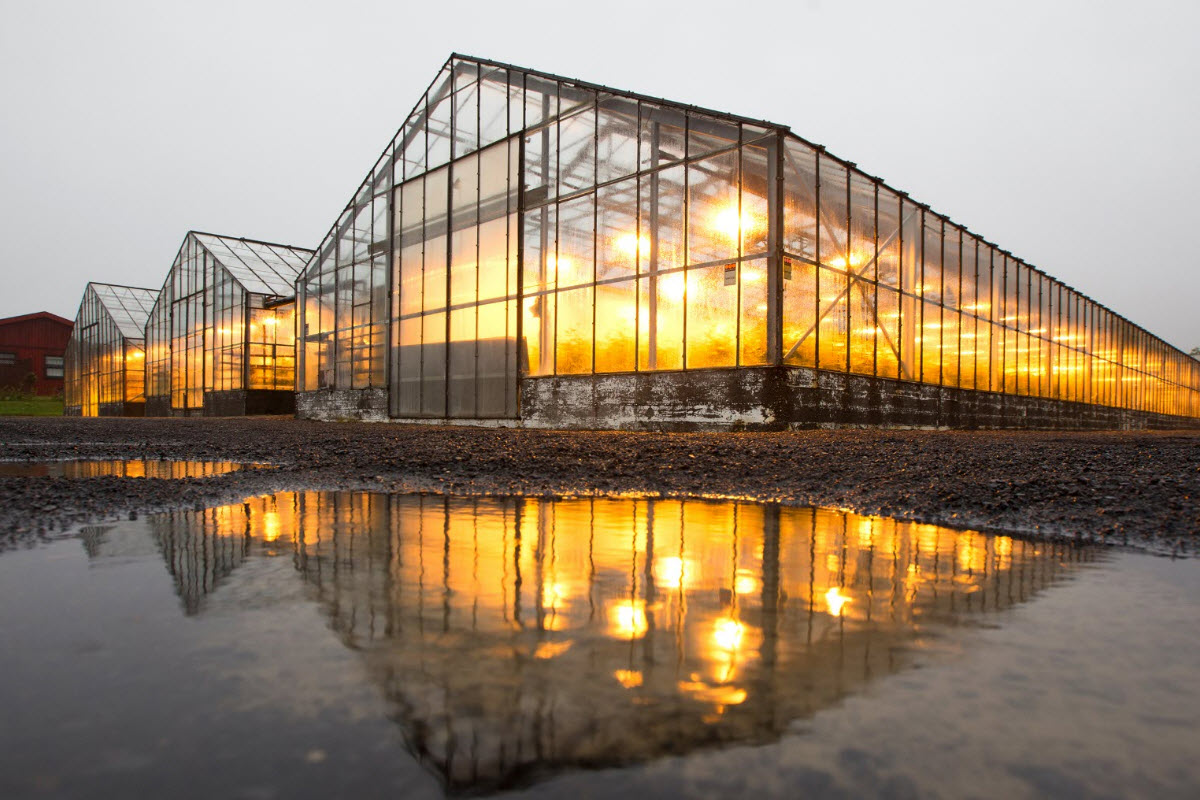 Hveragerði is famous for it's Greenhouses