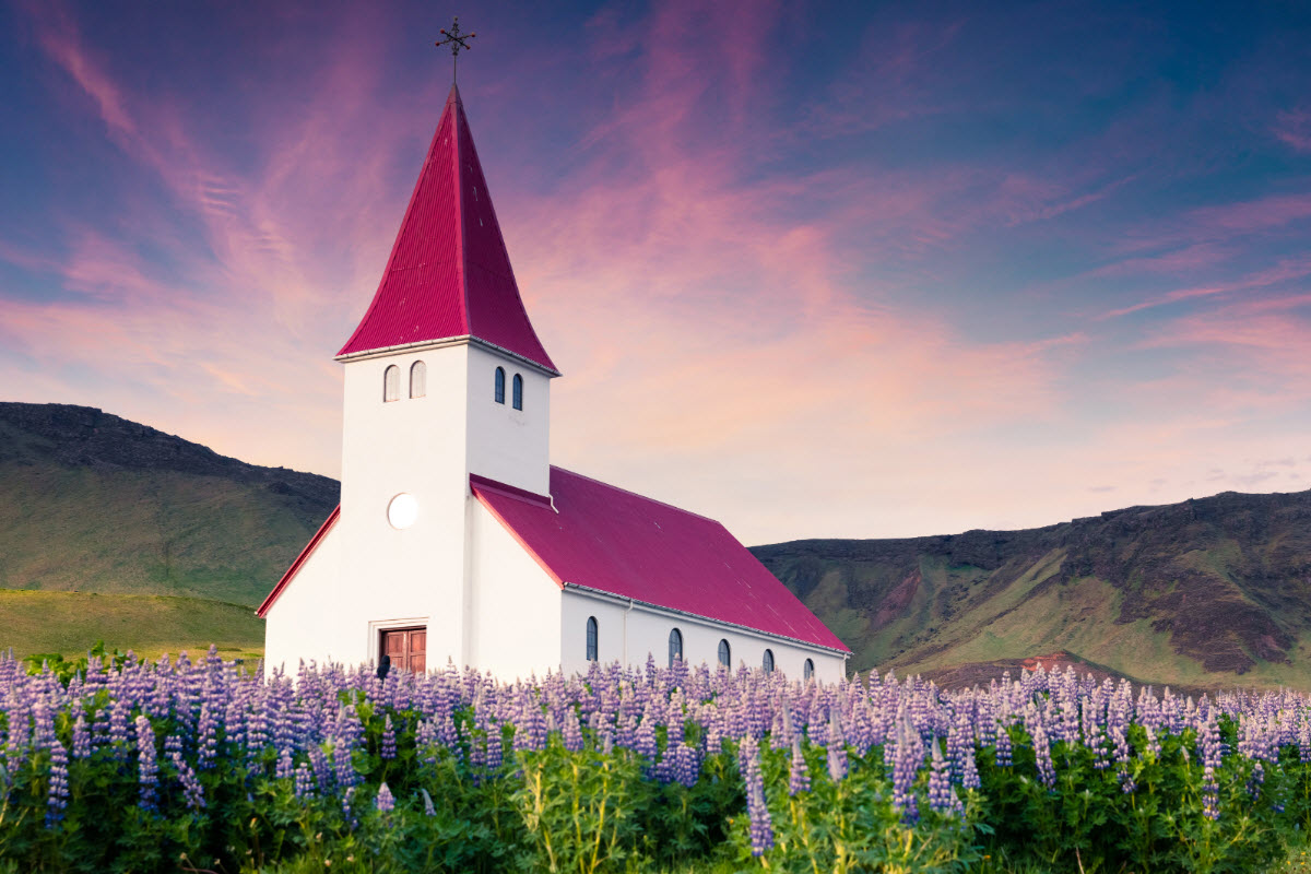 The church in Vík surrounded with the flower Lupine 