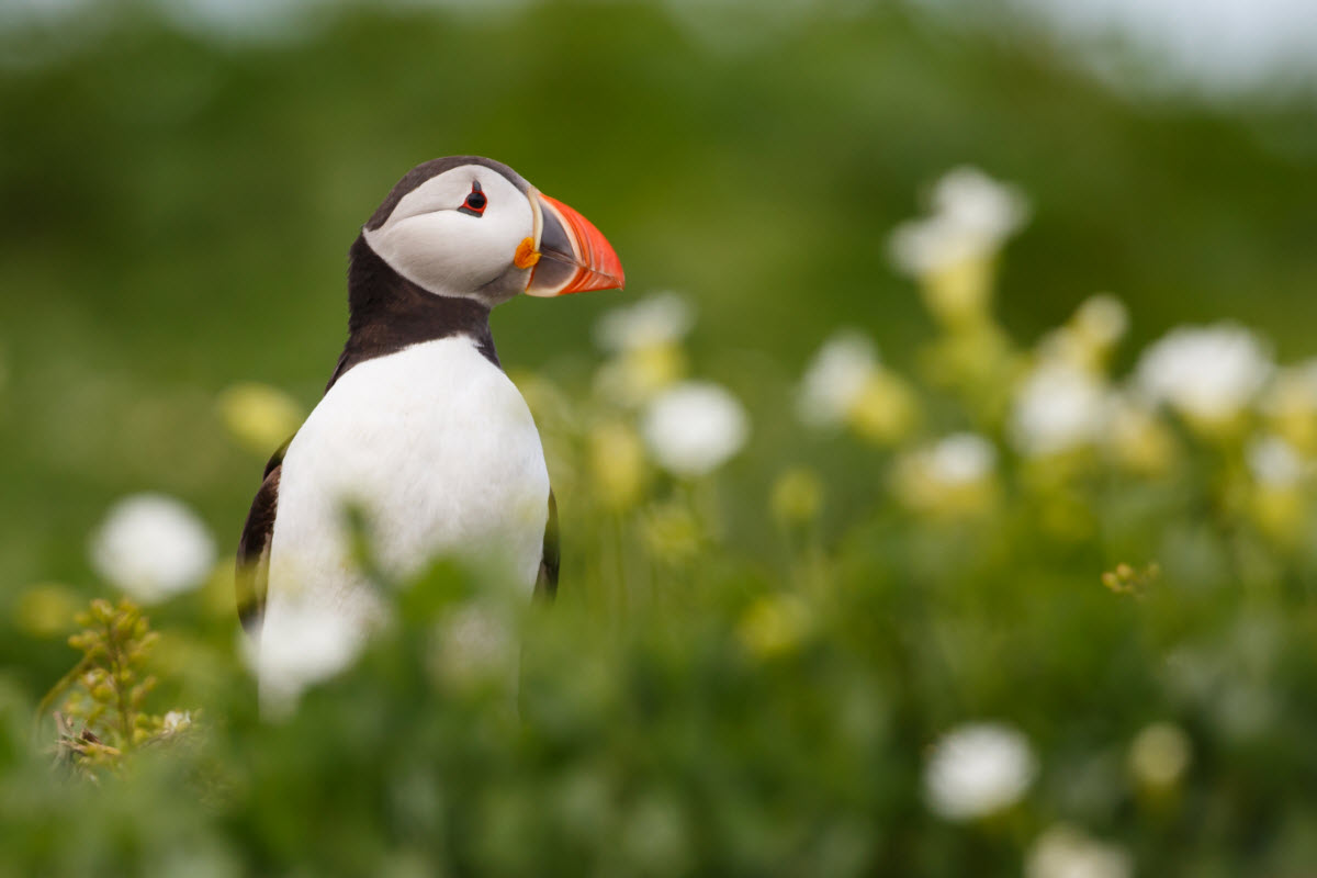 Vestmannaeyjar islands are often said to be the home of the Puffin 