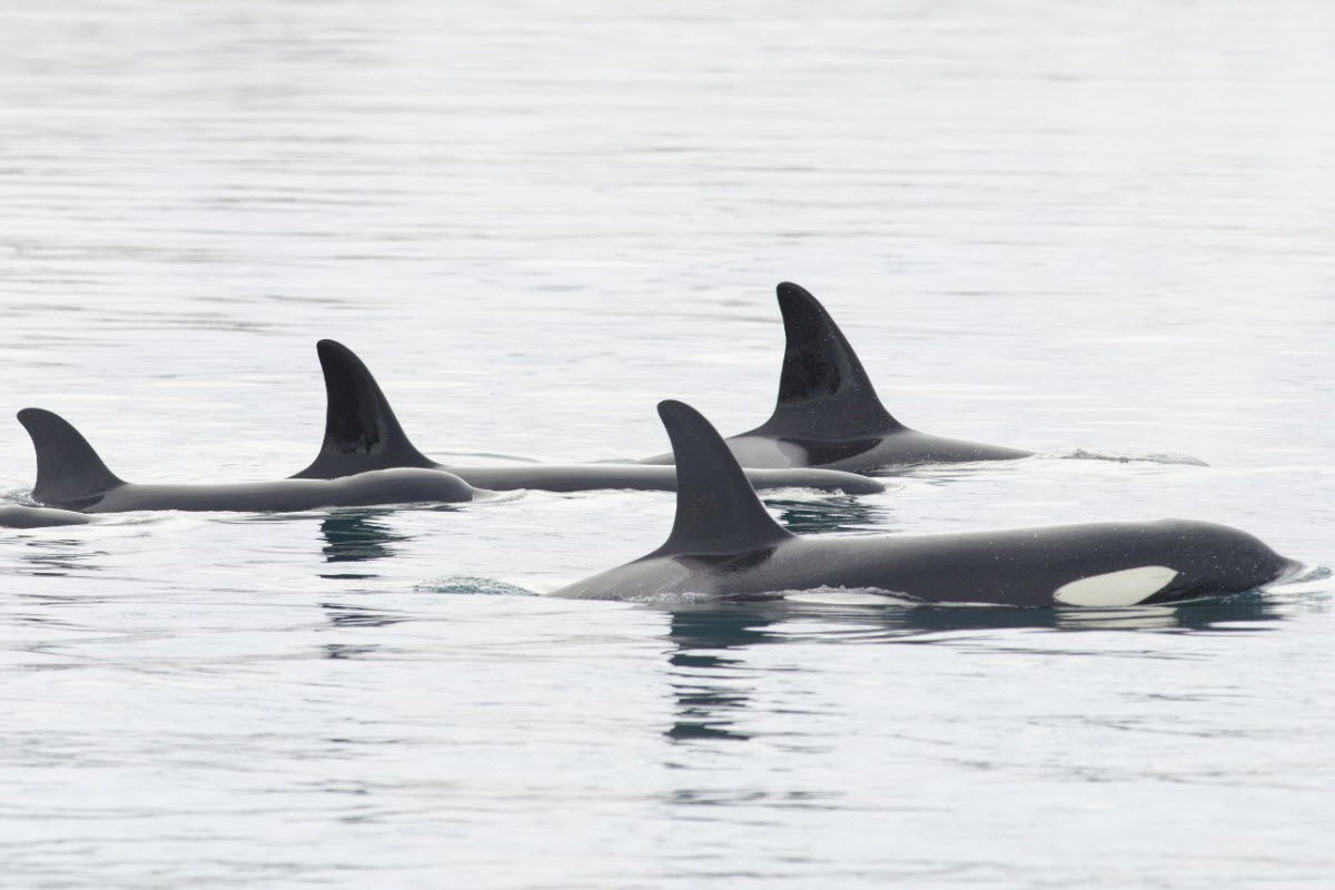 Pod of Orca's in the ocean close to the town Grundarfjordur in Iceland