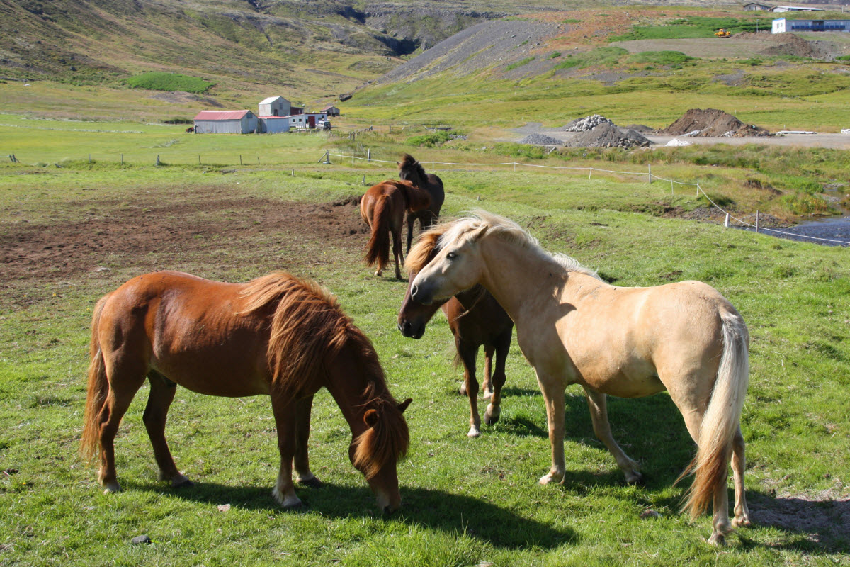 The Icelandic horse 