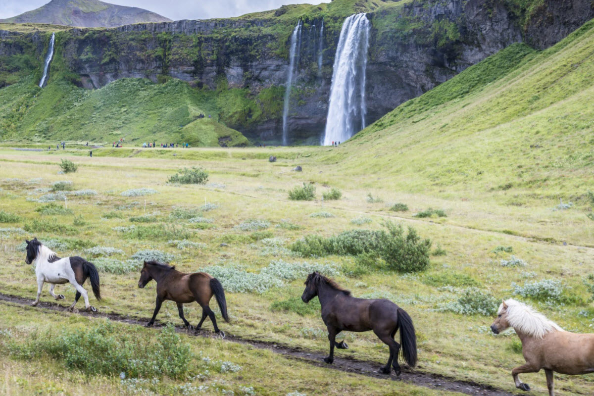 Icelandic horses running close by Seljalandsfoss Waterfall in Iceland