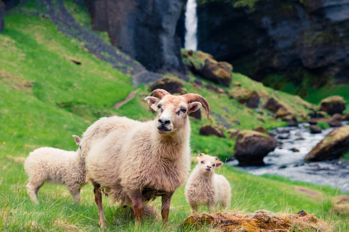 The Icelandic sheep lives close to Kvernufoss during the summer in Iceland 