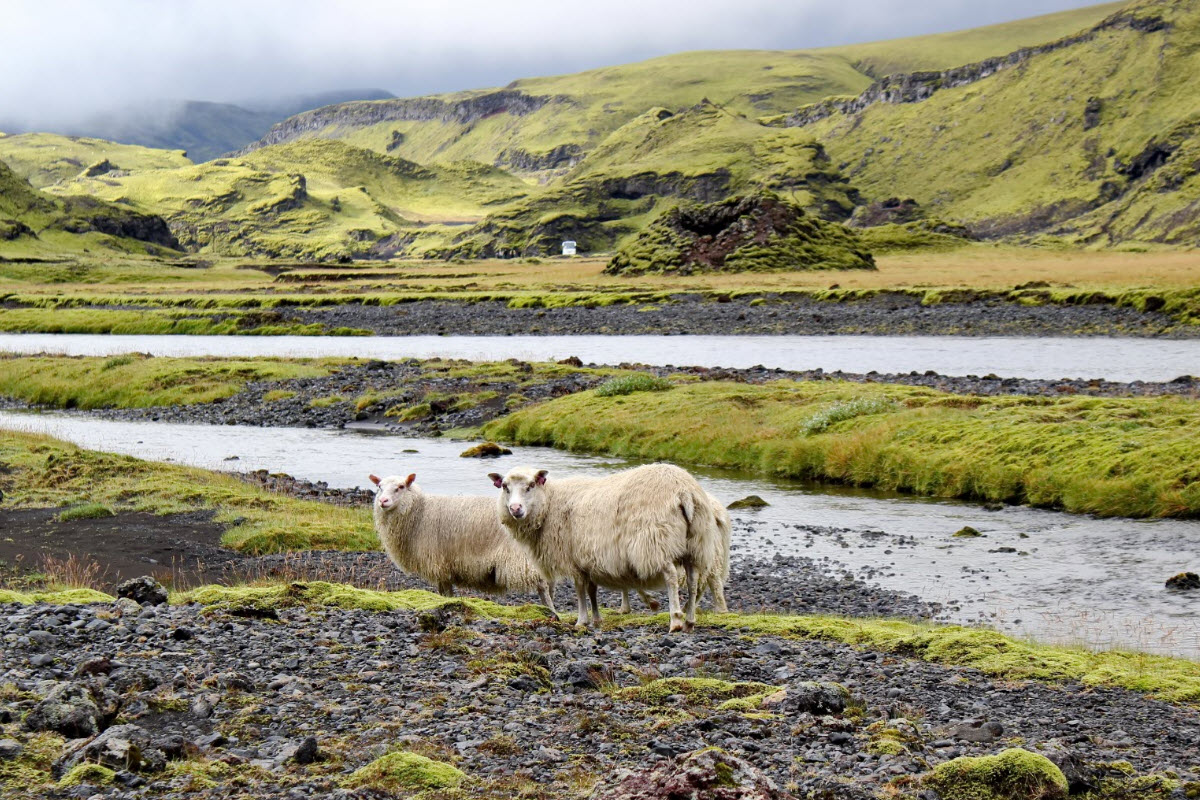 Icelandic sheep in Eldgja Iceland