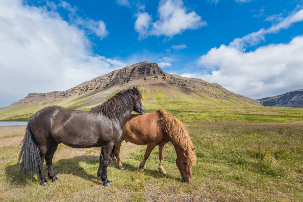 Icelandic horse close to Reykholt in Iceland