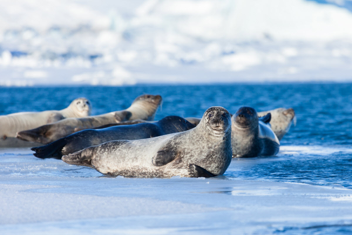 Seals relaxing on a iceberg at Jokulsarlon Glacier Lagoon