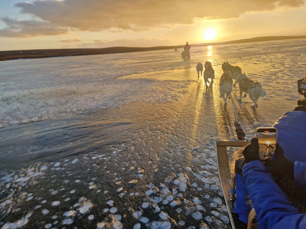 Siberian Husky Dog Sledding in North Iceland