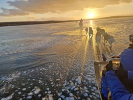 Siberian Husky Dog Sledding in North Iceland tour in Iceland