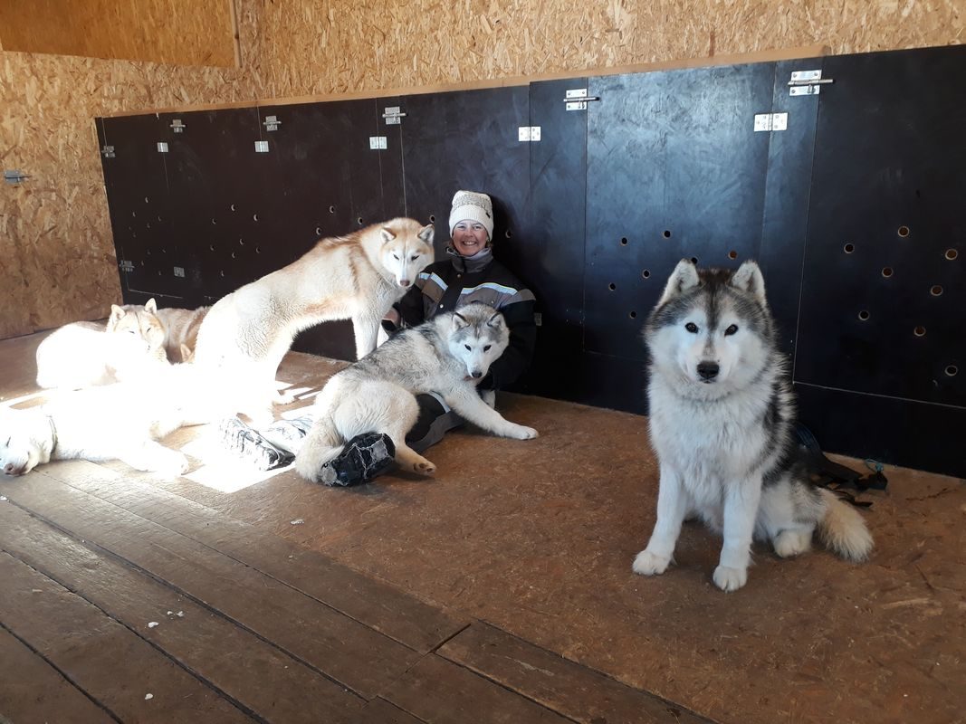 Siberian Husky Kennel Visit