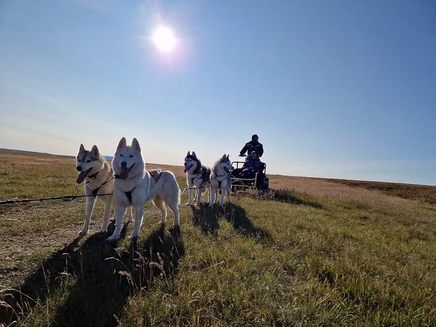 Siberian Husky Dry Land Sledding