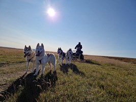 Siberian Husky Dry Land Sledding tour in Iceland