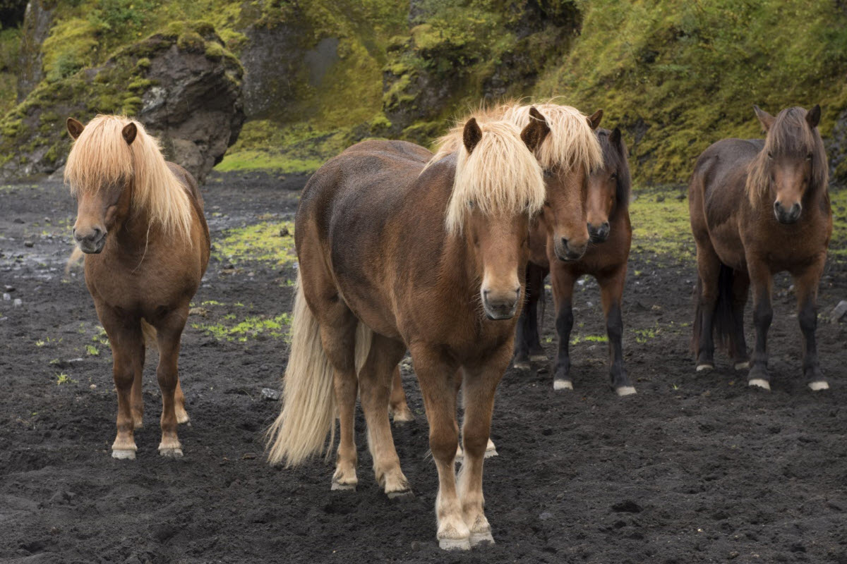 The Icelandic horse in Thorsmork the highlands of Iceland