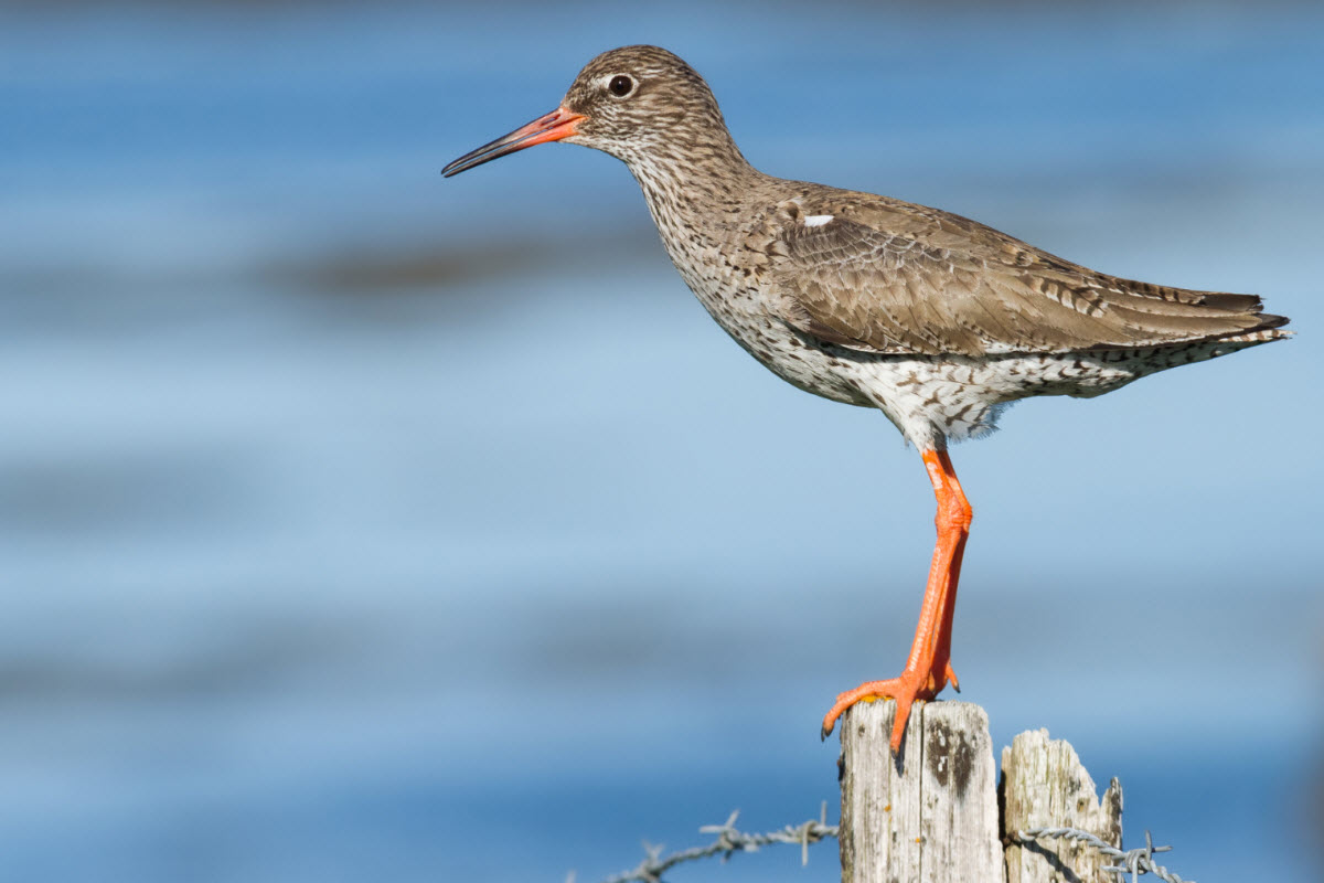 Redshank bird in Flatey island