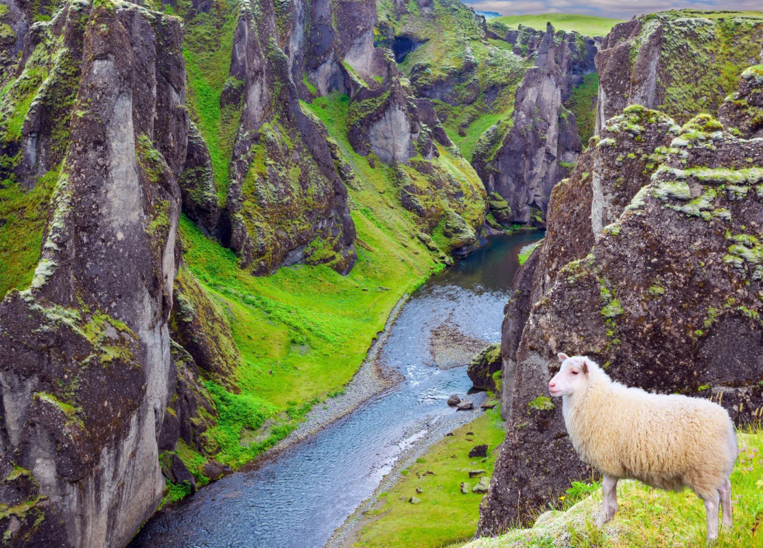 Sheep checking out the view over Fjadrargljufur Canyon