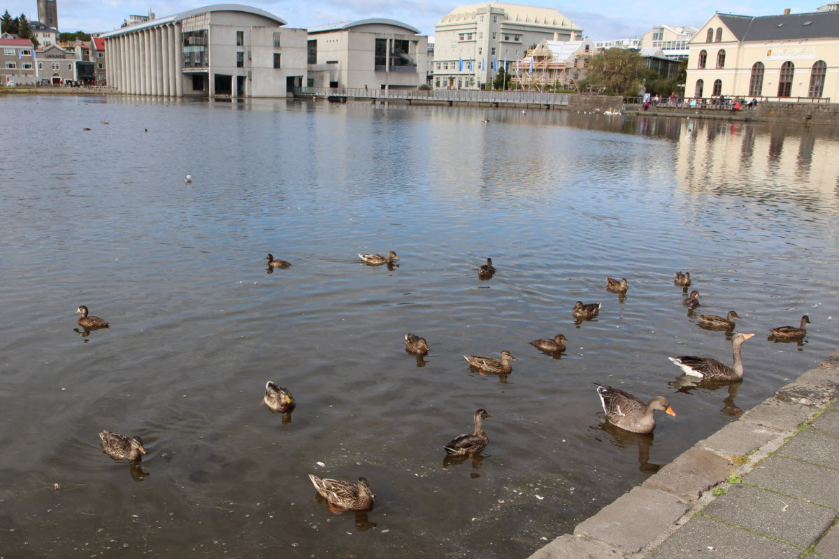 Birdlife on Tjörnin pond beside Reykjavík City Hall
